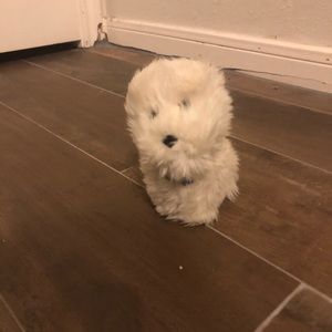 American girl doll dog coconut